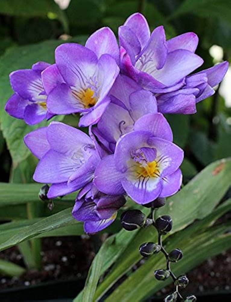 Lavender Freesia Flower seeds for Planting - Pollinator Friendly, Heirloom & GMO Free Seeds for Home Garden