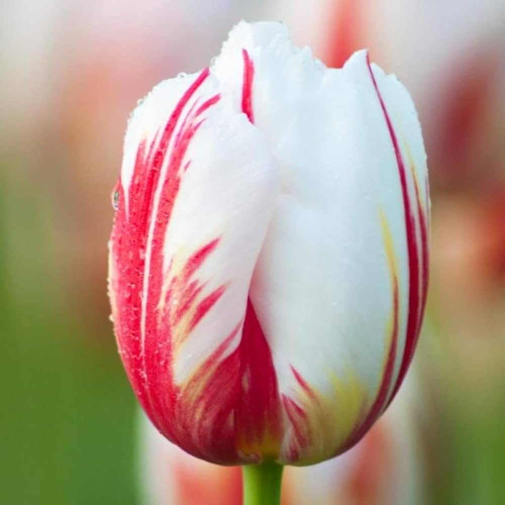Tulip Tulipa Gesneriana Seeds for Planting - Elegant Blooms for Flower Bed & Urban Garden