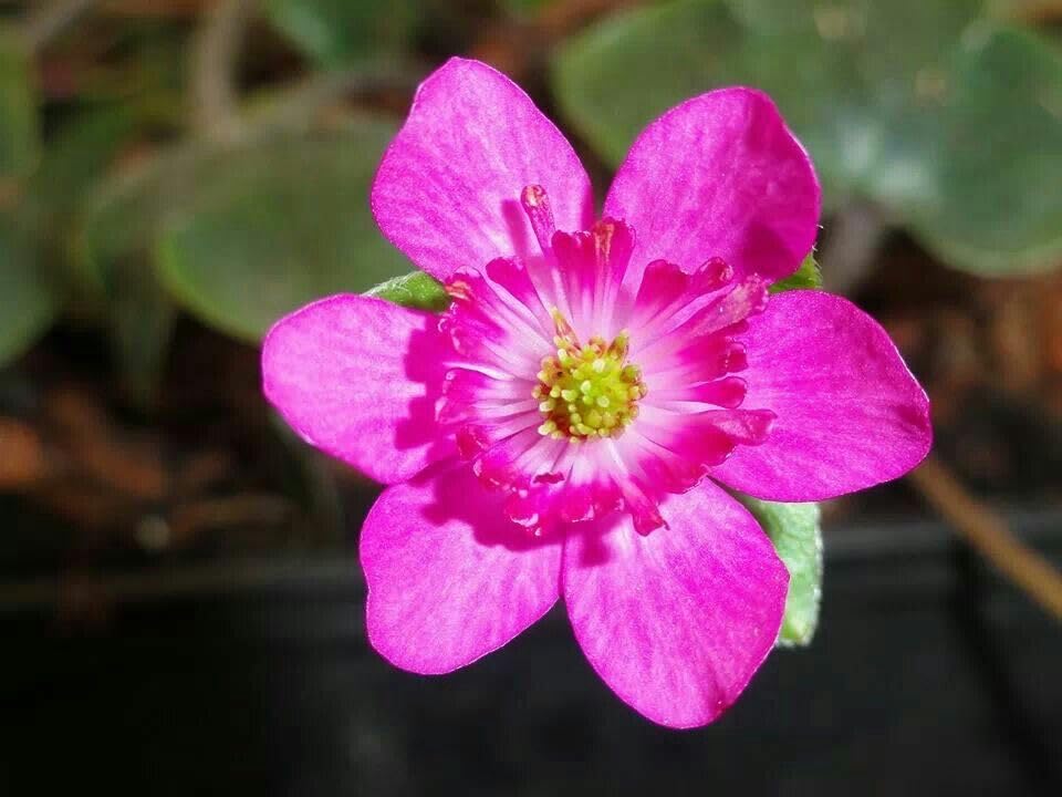 Medallion Flower Seeds for Planting Zinnia elegans for flower beds and garden landscapes