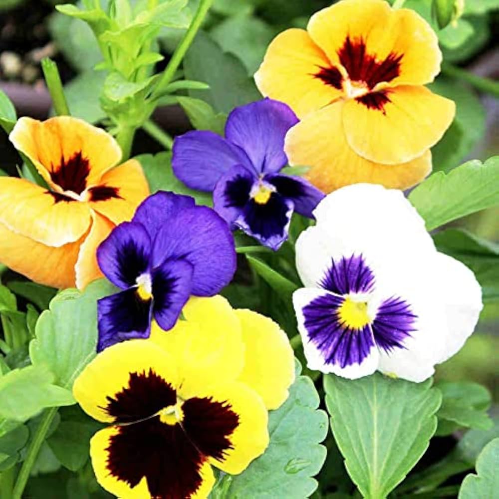 Pansy Flower seeds for Planting Bright Blooms Heirloom & GMO Free Seeds for Home Garden
