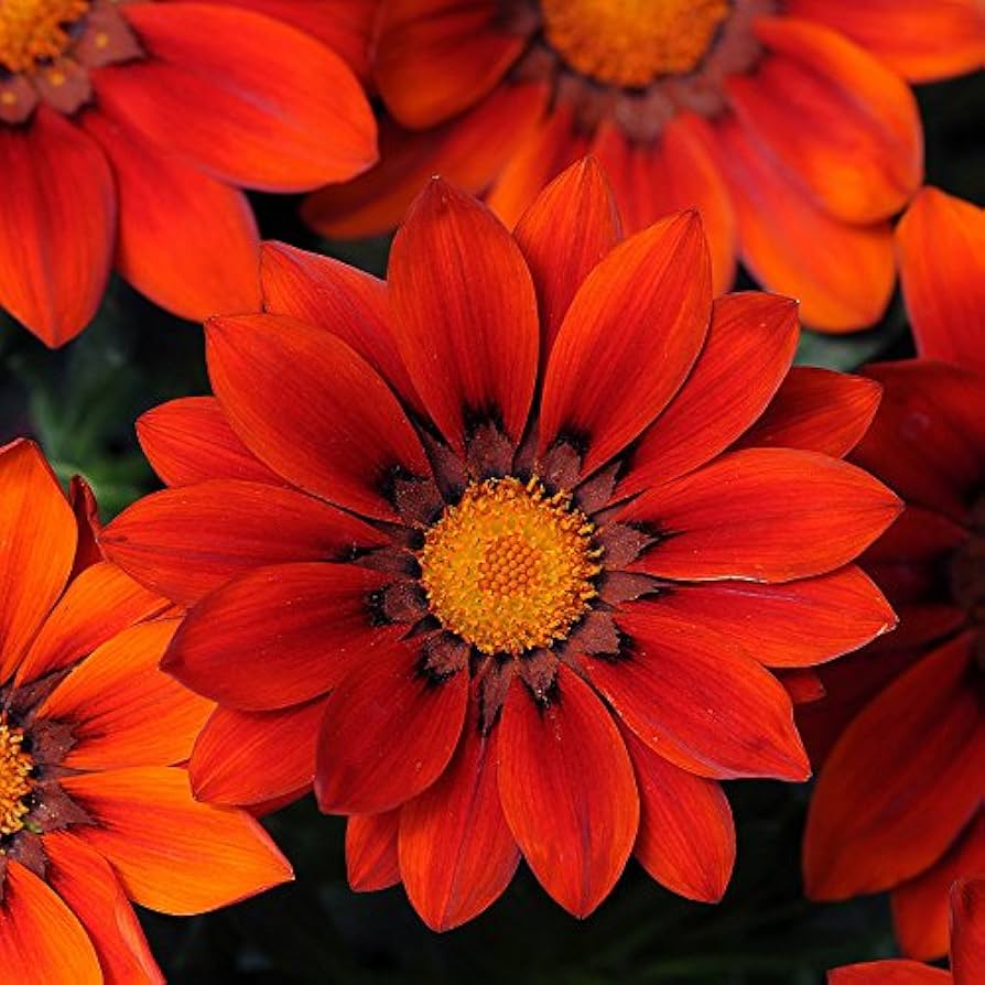 Gazania Rigens Gazania rigens Flower Seeds for Planting