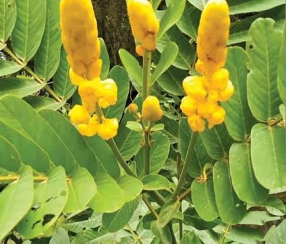 Yellow Candlestick Flower seeds for Planting - Pollinator Friendly, Heirloom & GMO Free Seeds for Home Garden