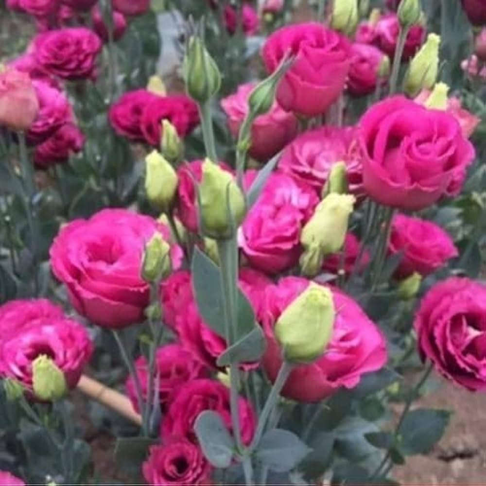 Lisianthus Red Flower seeds for Planting - Wildflower Mix, Heirloom & GMO Free Seeds for Home Garden