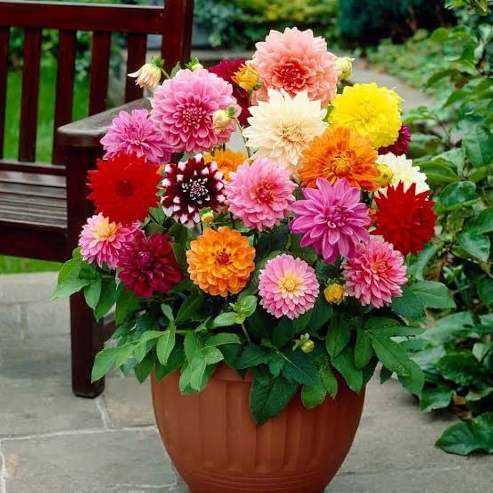 Dahlia Mignon Mix Seeds for Planting Patio Garden Flower Pots