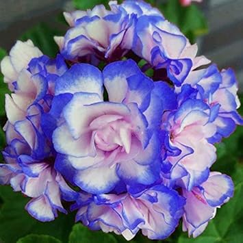 Blue White Pelargonium Flower seeds for Planting - Pollinator Friendly, Heirloom & GMO Free Seeds for Home Garden
 
 Sale seeds for home garden