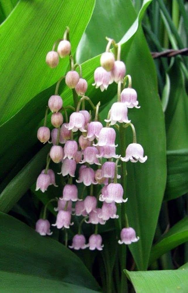 Purple Bell Orchid Flower seeds for Planting - Low Maintenance, Heirloom & GMO Free Seeds for Home Garden