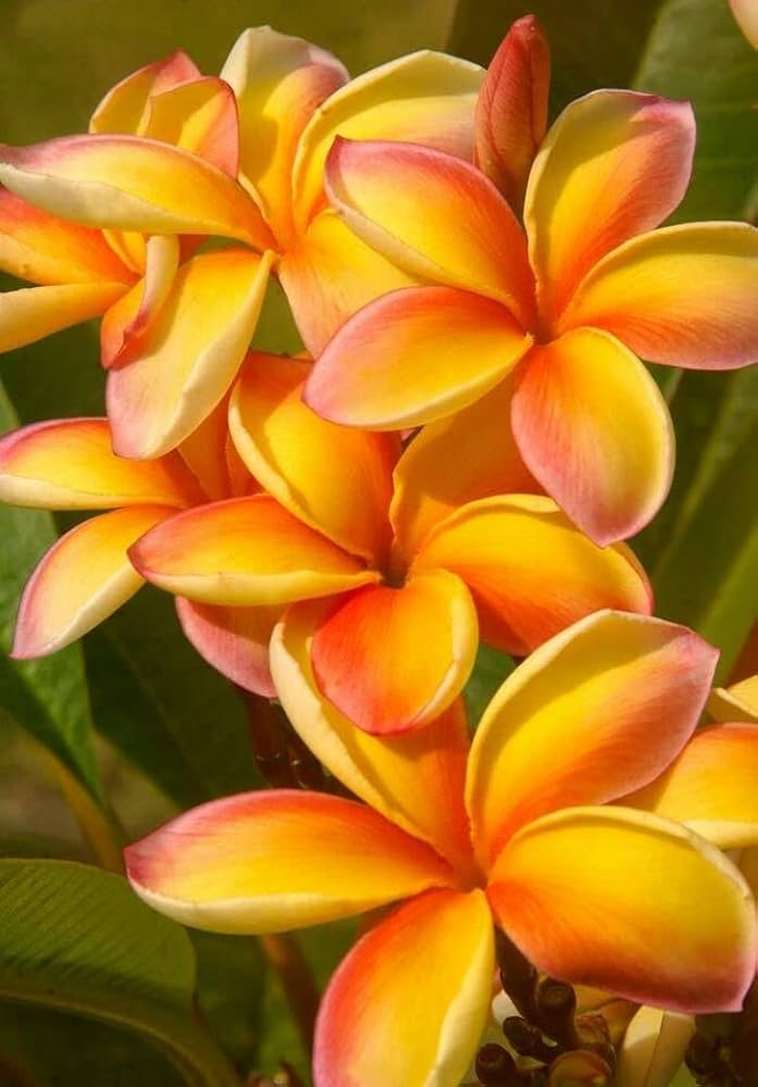 Peach Frangipani Flower seeds for Planting - Sun Loving, Heirloom & GMO Free Seeds for Home Garden