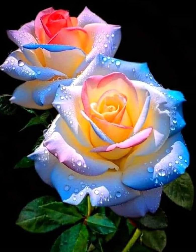 Mix Dubu Flower seeds for Planting - Colorful Display, Heirloom & GMO Free Seeds for Home Garden