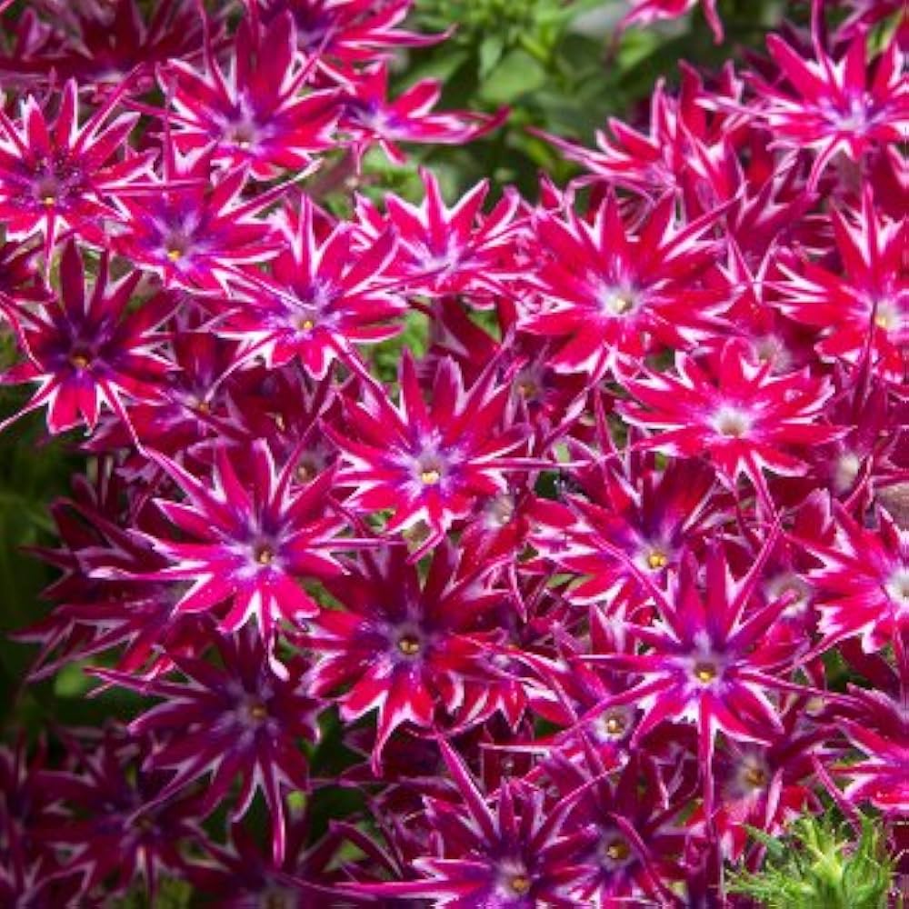 Mixed Pink Flower Seeds for Planting - Ideal for Flower Bed & Garden