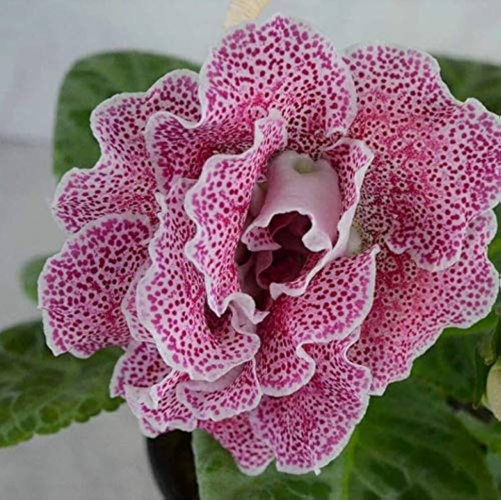 Gloxinia Seeds Sinningia speciosa for Planting in Flower Bed & Home Garden