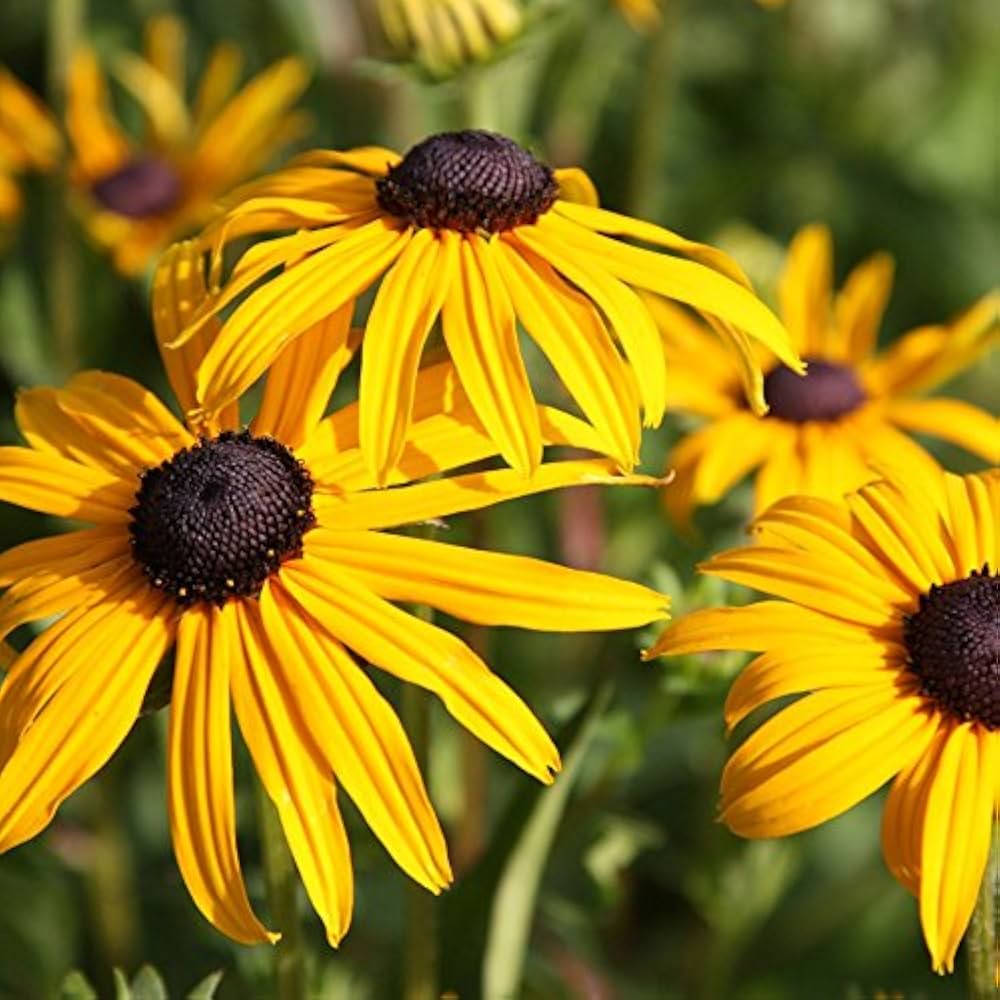 Yellow ConeFlower seeds for Planting - Colorful Display, Heirloom & GMO Free Seeds for Home Garden