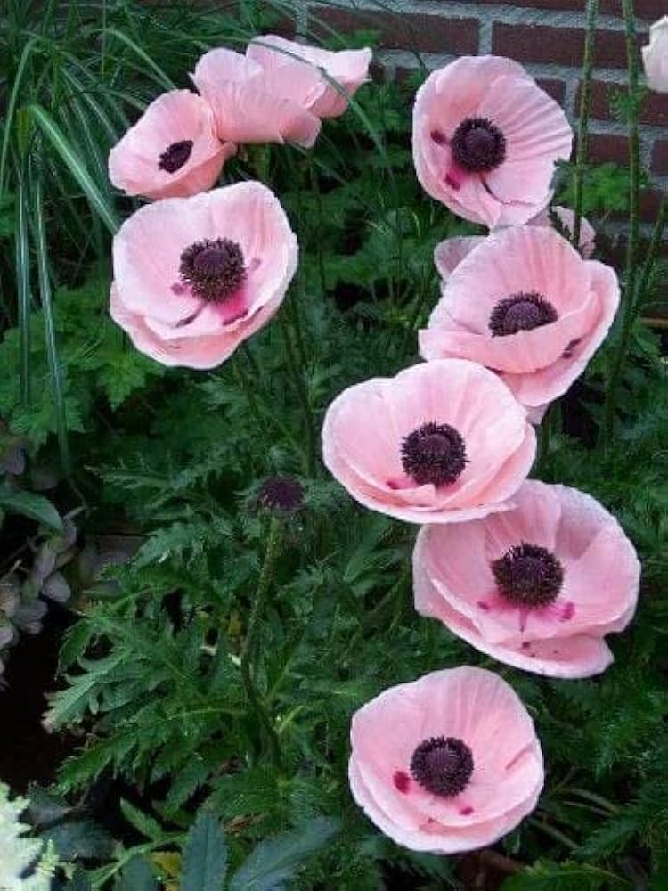 Rosa Farbe Mohnblumenkerne Flower Seeds for Planting in Flower Bed