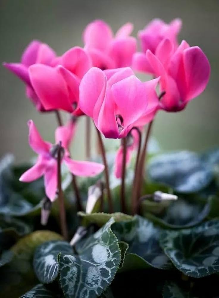 Dark Pink Cyclamen Flower seeds for Planting - Garden Favorite, Heirloom & GMO Free Seeds for Home Garden