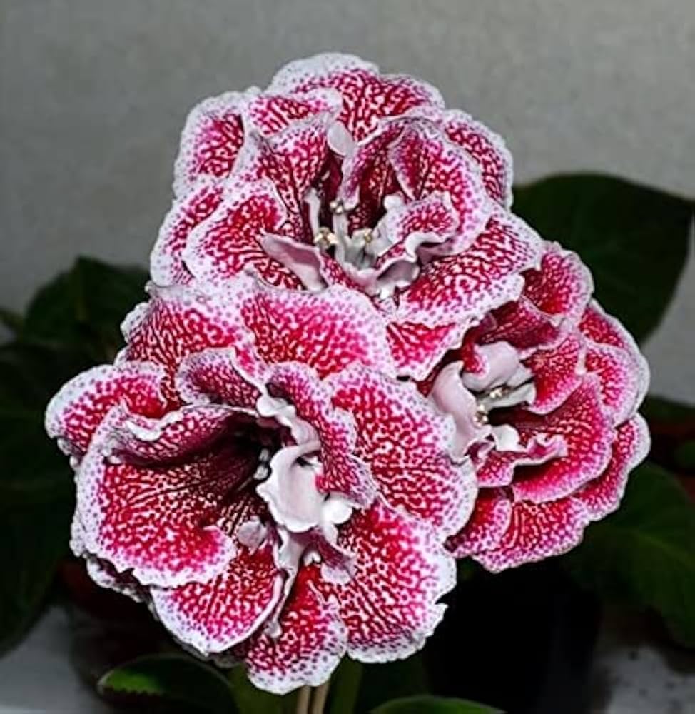 Gloxinia Seeds Sinningia speciosa for Planting in Flower Bed & Home Garden