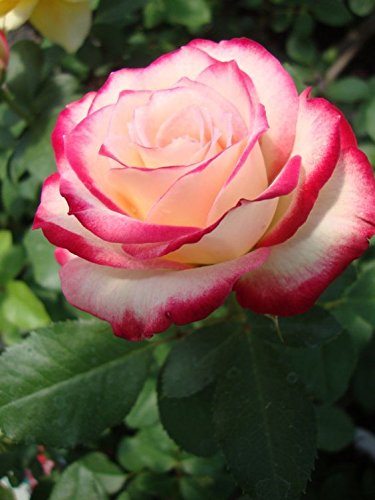 White Pink Rose Flower seeds for Planting - Cottage Garden Essential, Heirloom & GMO Free Seeds for Home Garden