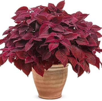 Blue Hibiscus Flower Seeds for Planting Shade Tolerant Heirloom & GMO Free Seeds for Home Garden
 
 Sale for planting in home garden