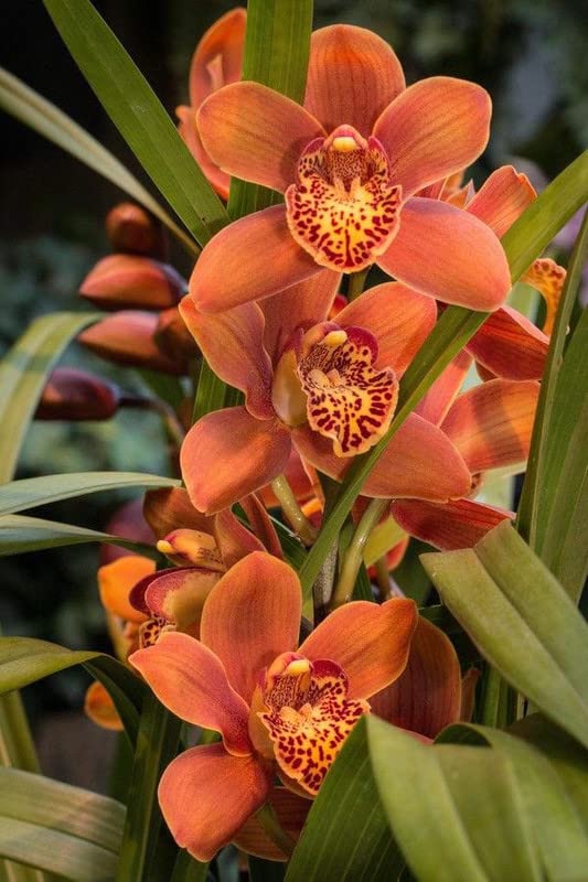 Orange Butterfly Orchid Flower seeds for Planting - Seasonal Bloomer, Heirloom & GMO Free Seeds for Home Garden