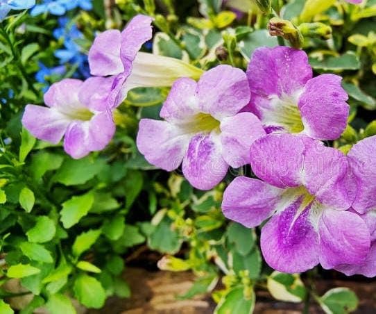 Lavender Creeping Gloxinia Flower seeds for Planting - Vibrant Colors, Heirloom & GMO Free Seeds for Home Garden