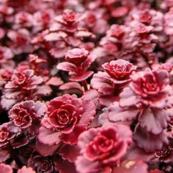 Sedum Succulent Burgundy Planting - Seeds for Hardy and Colorful Growth, Ideal for Unique