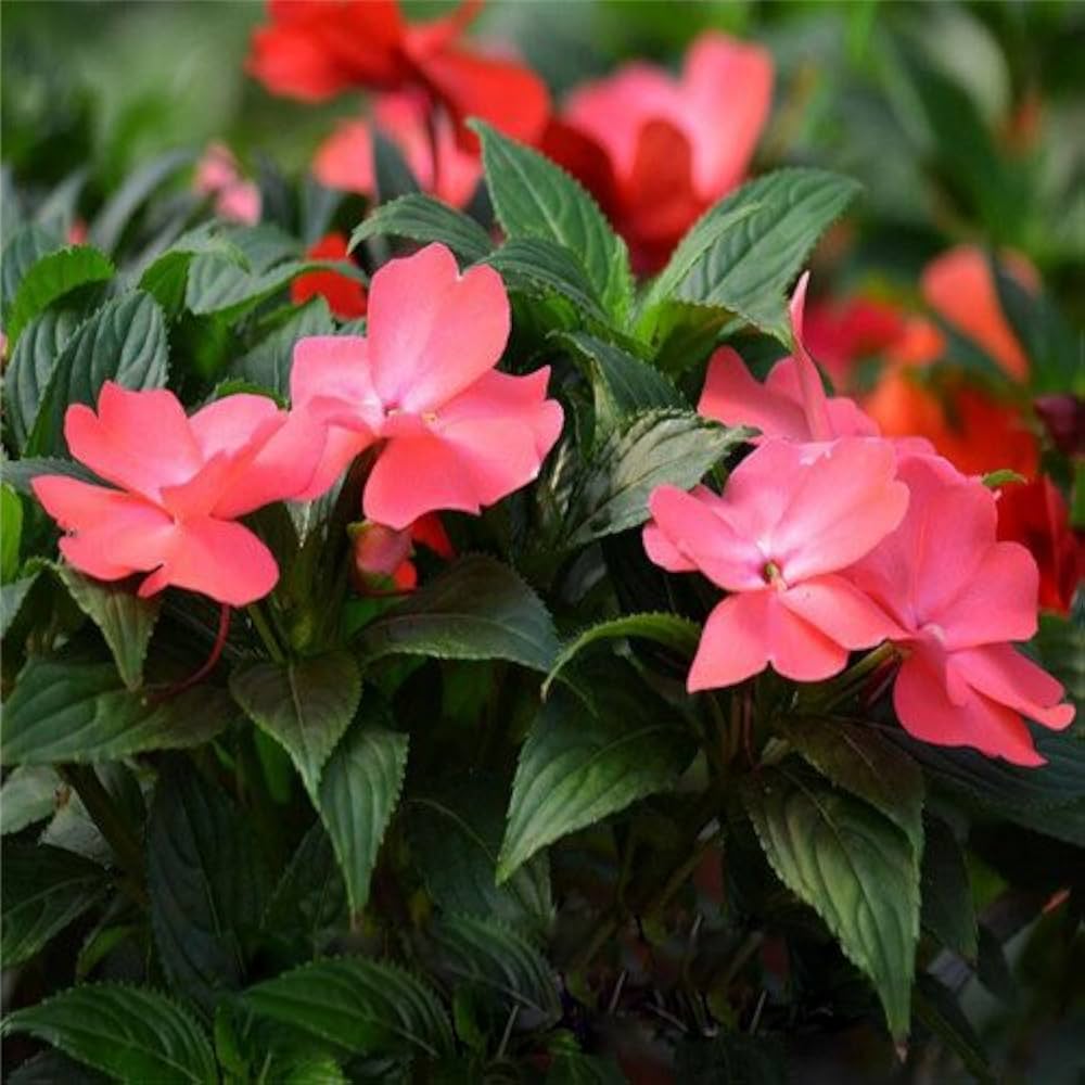 Walleriana Flower seeds for Planting - Cottage Garden Essential, Heirloom & GMO Free Seeds for Home Garden
 
 Sale for planting in home garden.