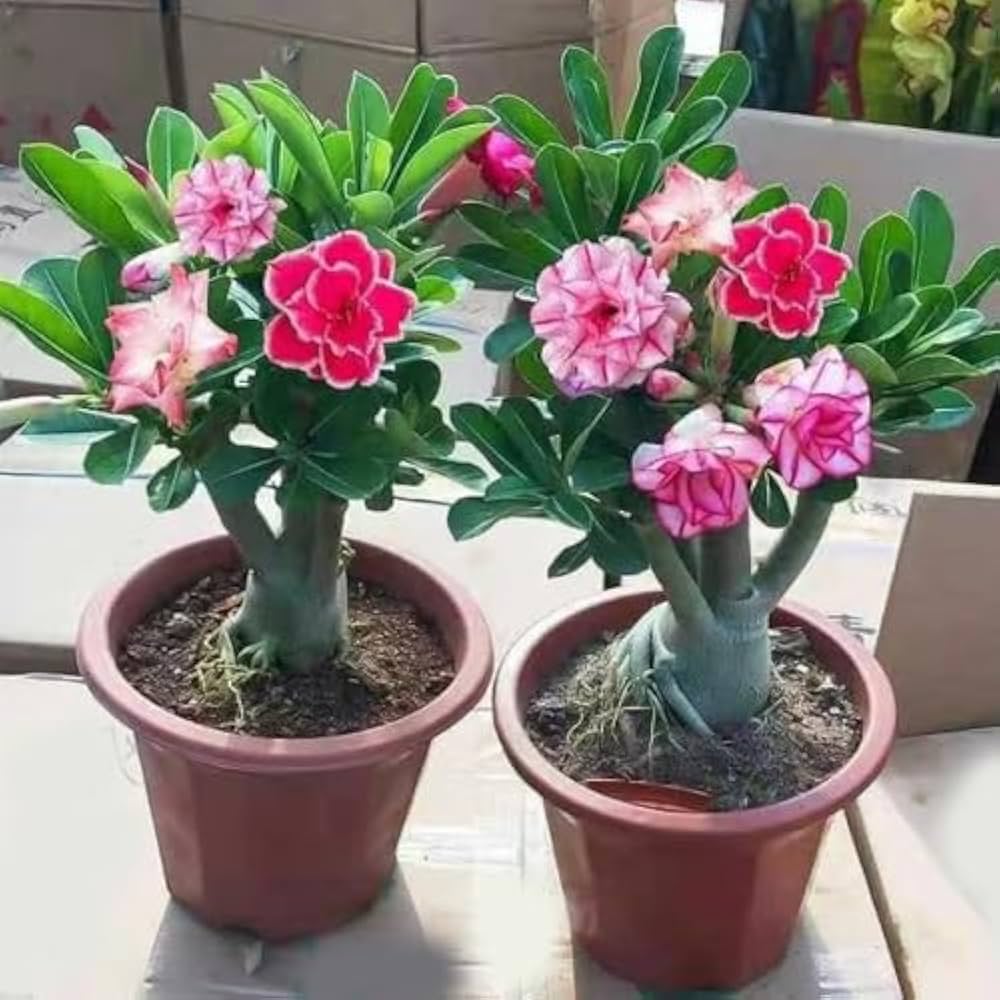 Adenium Desert Flower Seeds for Easy Planting
