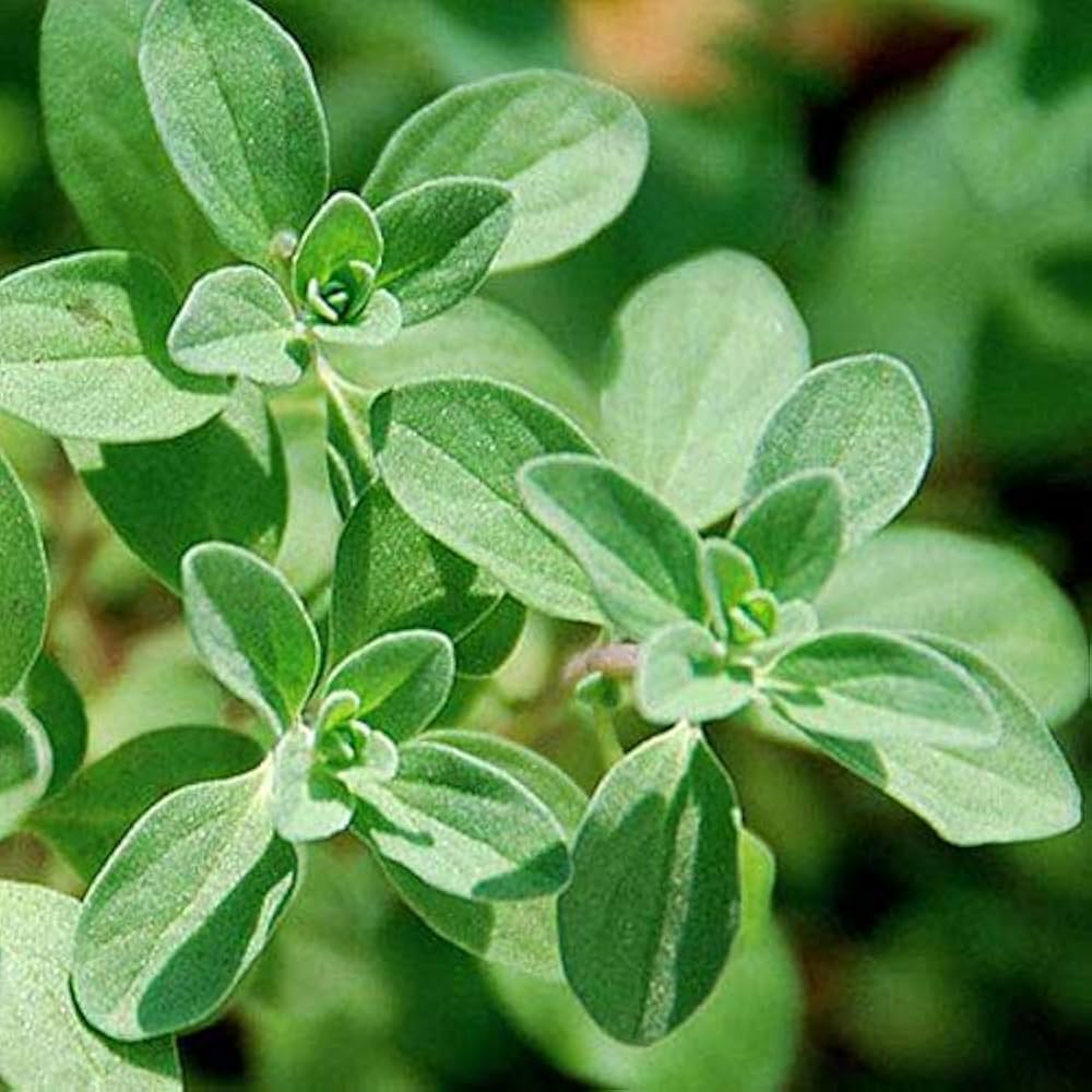 Majoran Origanum majorana Seeds for Planting - Great for Herb Garden & Home Garden - Evergrowseeds