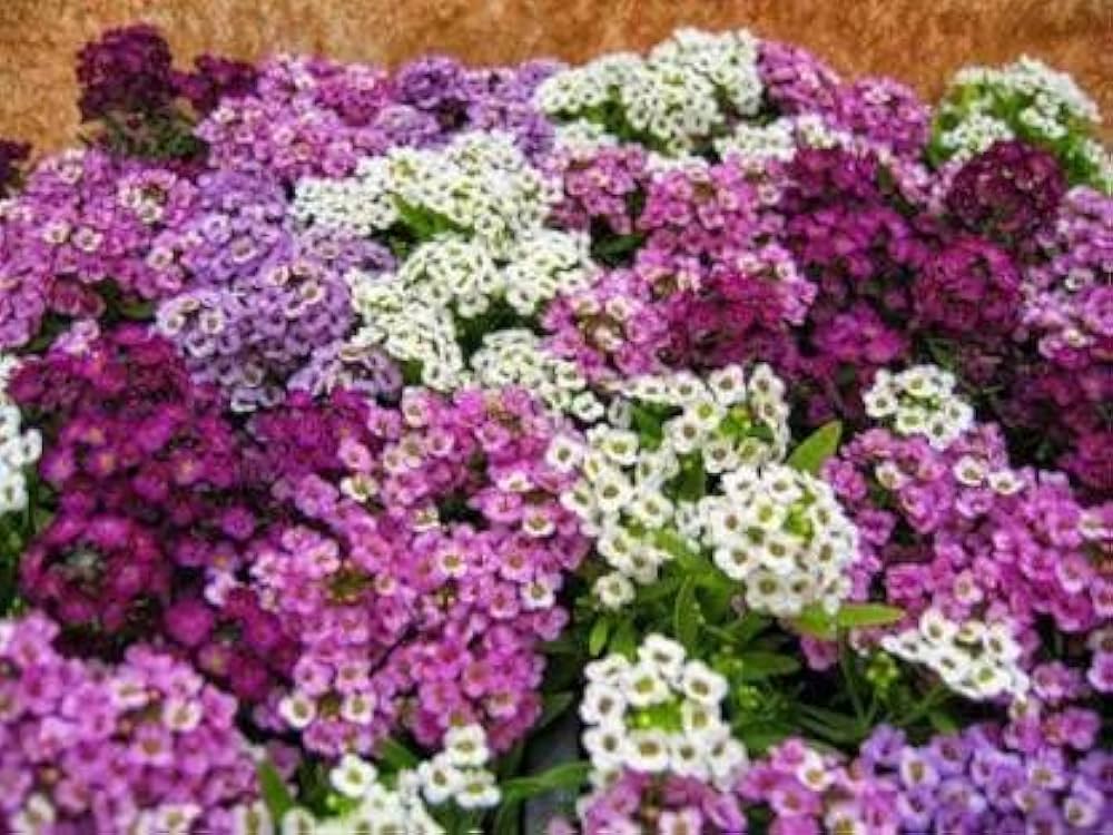 Sweet Alyssum Mix Seeds for Planting Lobularia maritima for edging paths and home gardens