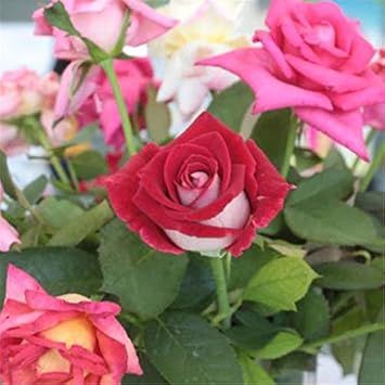 Mixed Ruby Rose Flower Seeds for Planting Perfect for Borders Heirloom & GMO Free Seeds for Home Garden
 
 Sale