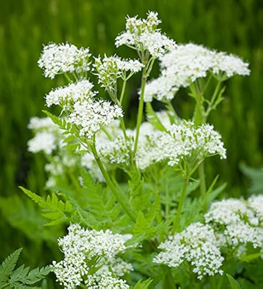 Myrrhis Odorata Seeds for Planting Myrrhis odorata for herbal gardens and fragrant landscapes - Evergrowseeds