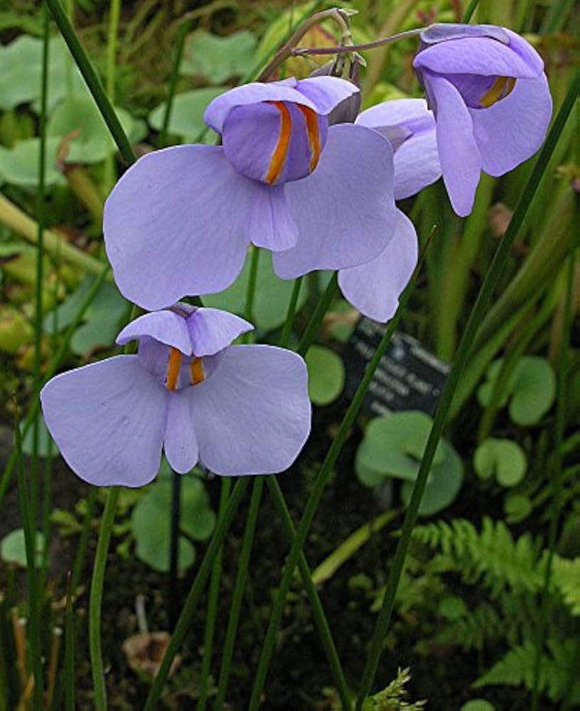 Utricularia Flower seeds for Planting - Cottage Garden Essential, Heirloom & GMO Free Seeds for Home Garden
