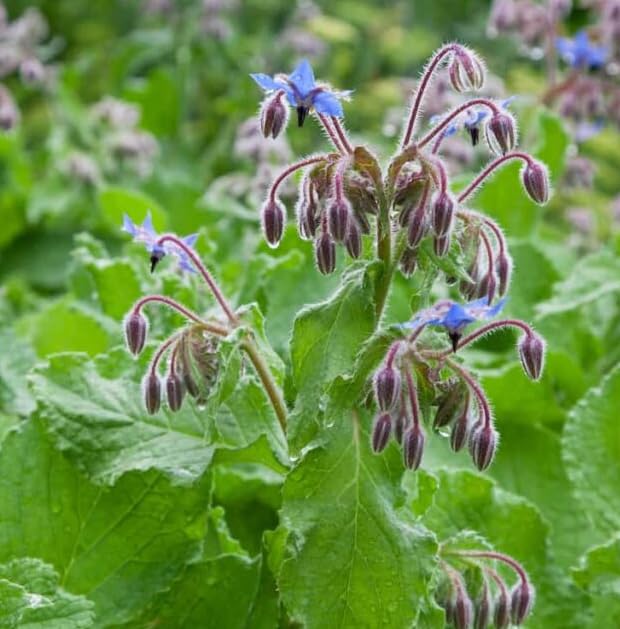 Mixed Borago Flower seeds for Planting - Easy to Grow, Heirloom & GMO Free Seeds for Home Garden