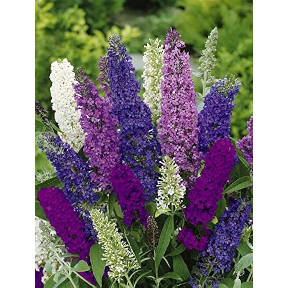 Mix Buddleia Flower seeds for Planting - Bright Blooms, Heirloom & GMO Free Seeds for Home Garden