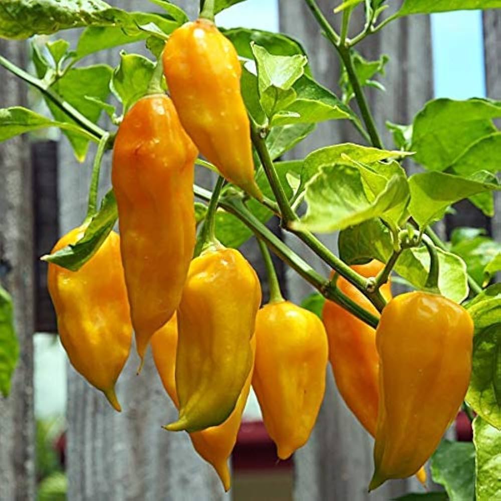 Yellow Brain Strain Pepper Planting Seeds