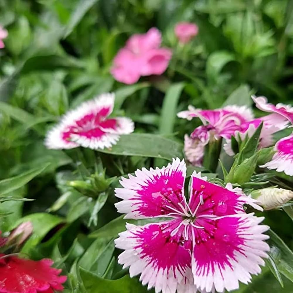 Sweet William Dianthus barbatus Seeds for Planting flower border home garden