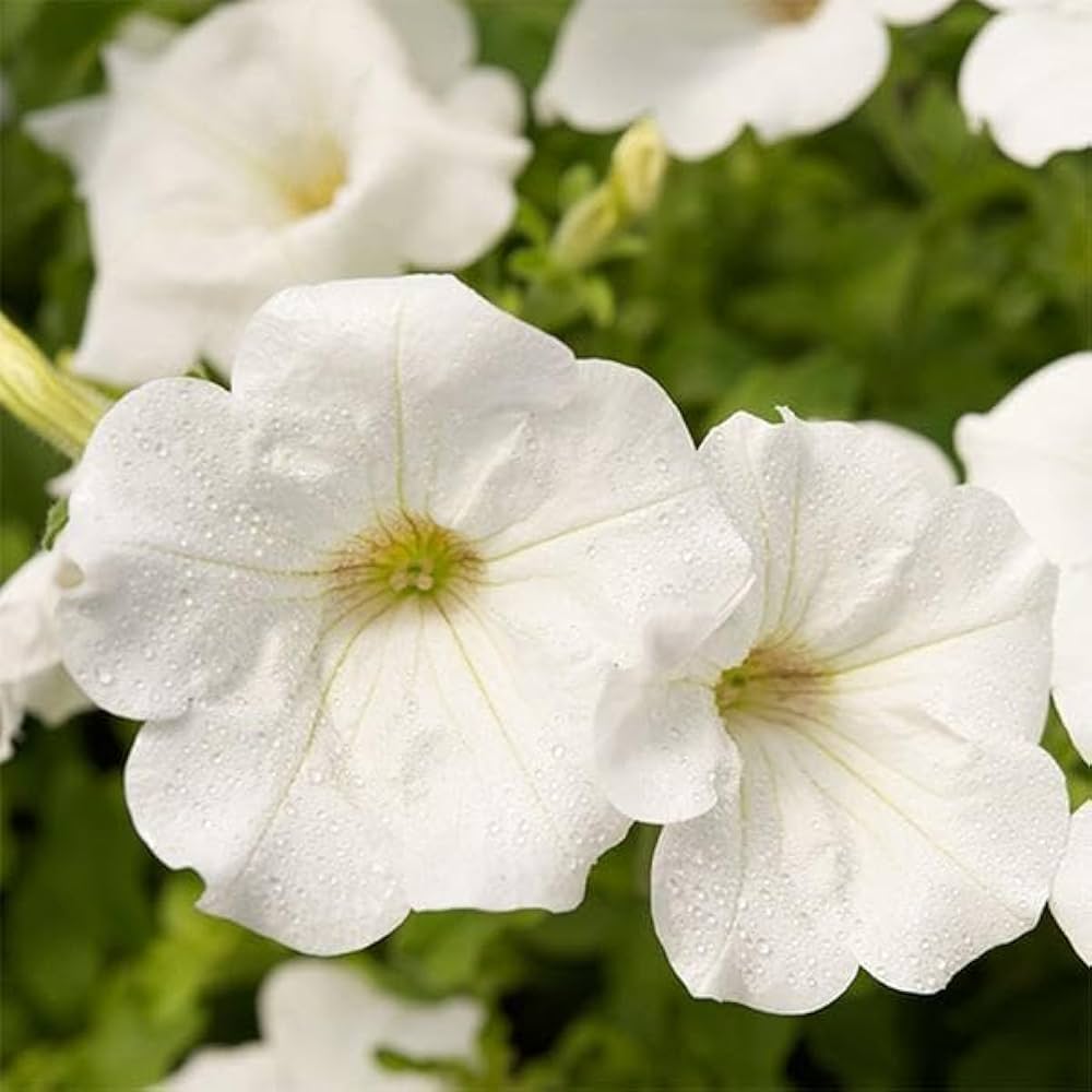 White Petunia Flower seeds for Planting - Garden Favorite, Heirloom & GMO Free Seeds for Home Garden