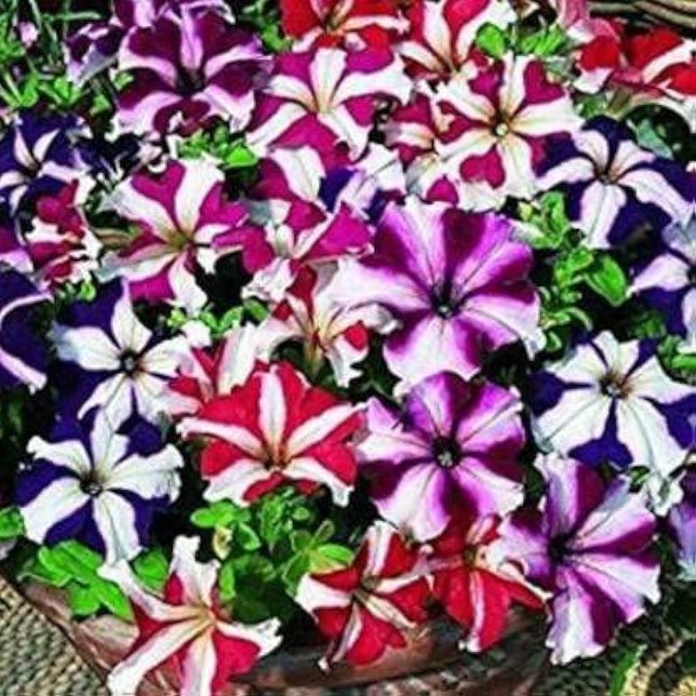 Pelletized Petunia Star Orchid Ice Seeds for Elegant Garden Accents