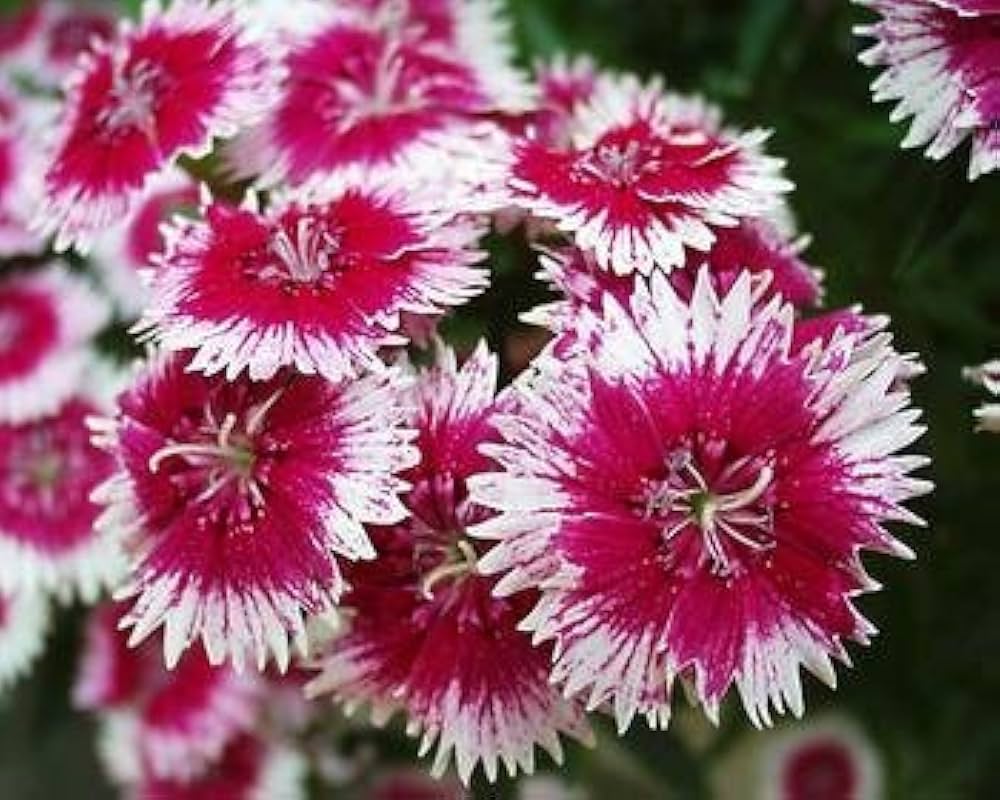 Mixed Color Sweet Scabious Flower Seeds
