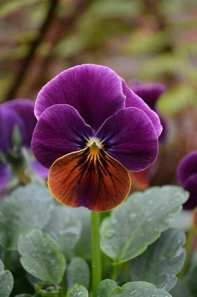 Viola Engel Blueberry Glow Seeds for Striking Violet Flowers