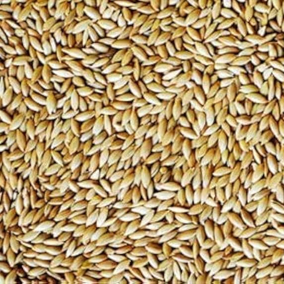 Cream Forage Crop Seeds Planting Guide: Essential Tips for Successful Planting