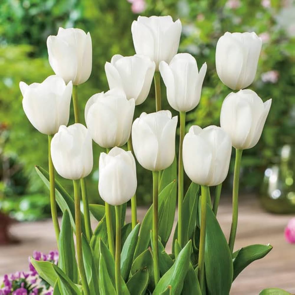 Tulip Flower White Collection Planting Seeds  Perfect for Elegant and Serene Garden Blooms
