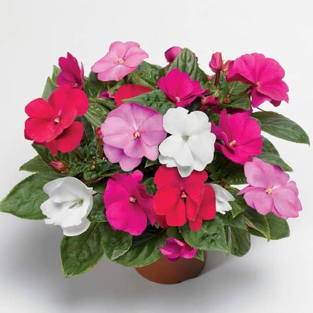 Impatiens Mix Flower Seeds for Planting - Vibrant Annual Flower Seeds for Shaded Gardens Heirloom Non-GMO Seeds