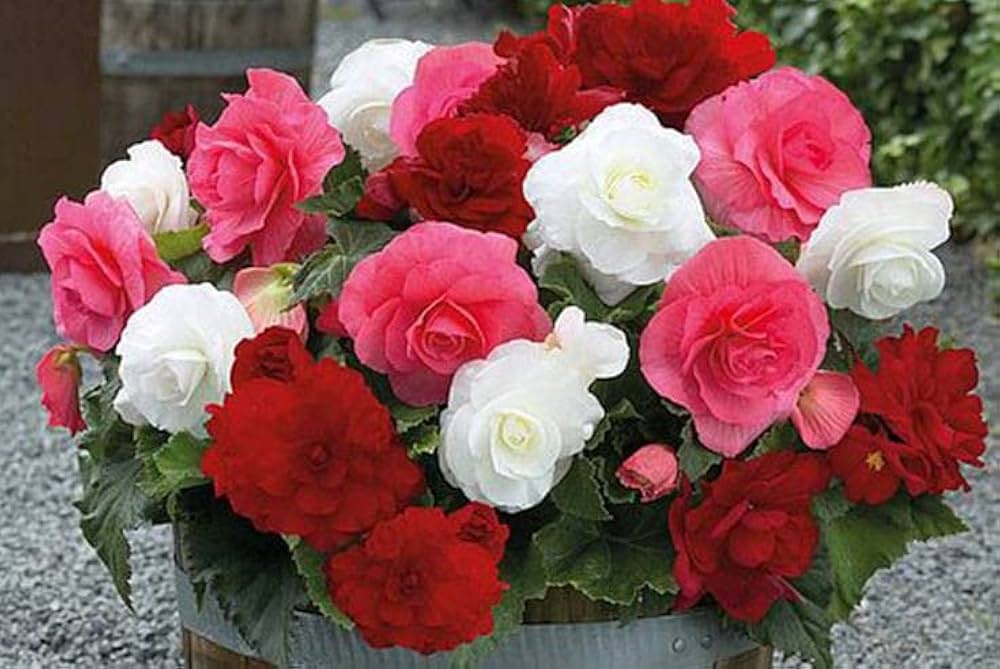 Mixed Begonia Semperflorens Flower Seeds