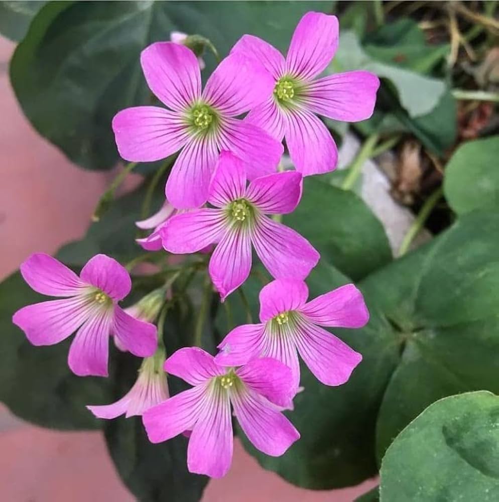 Pink Oxalis Laciniata Flower seeds for Planting - Pollinator Friendly, Heirloom & GMO Free Seeds for Home Garden