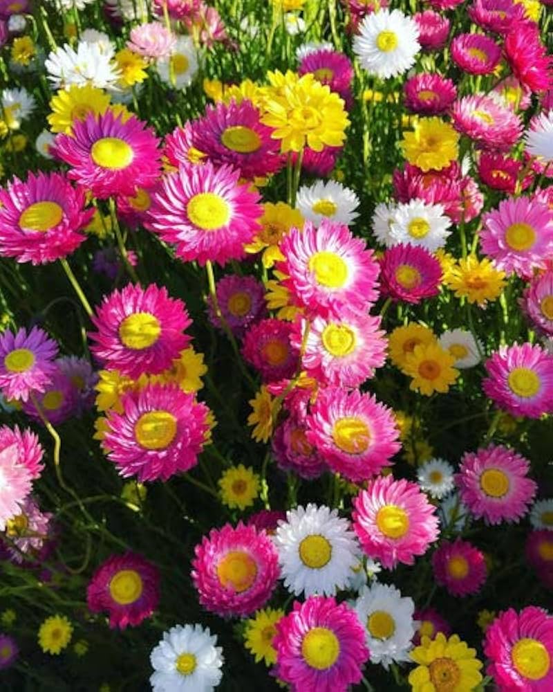 Paper Acroclinium Flower seeds for Planting - Sun Loving, Heirloom & GMO Free Seeds for Home Garden