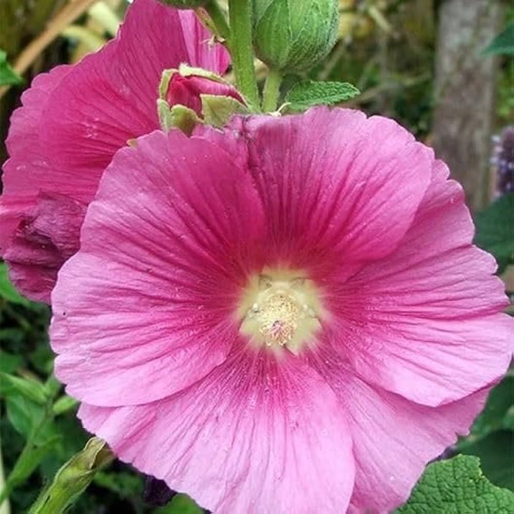 Zebrina Mini Hollyhock Alcea rosea Seeds for Planting in Flower Bed