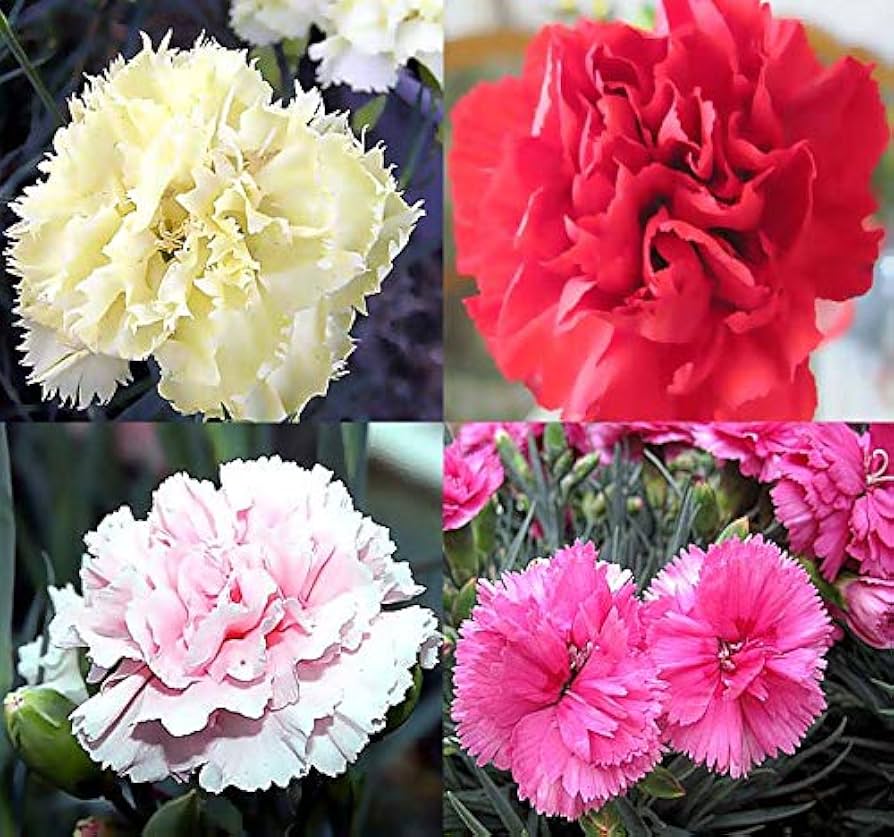 Carnation Dianthus for planting in flower bed