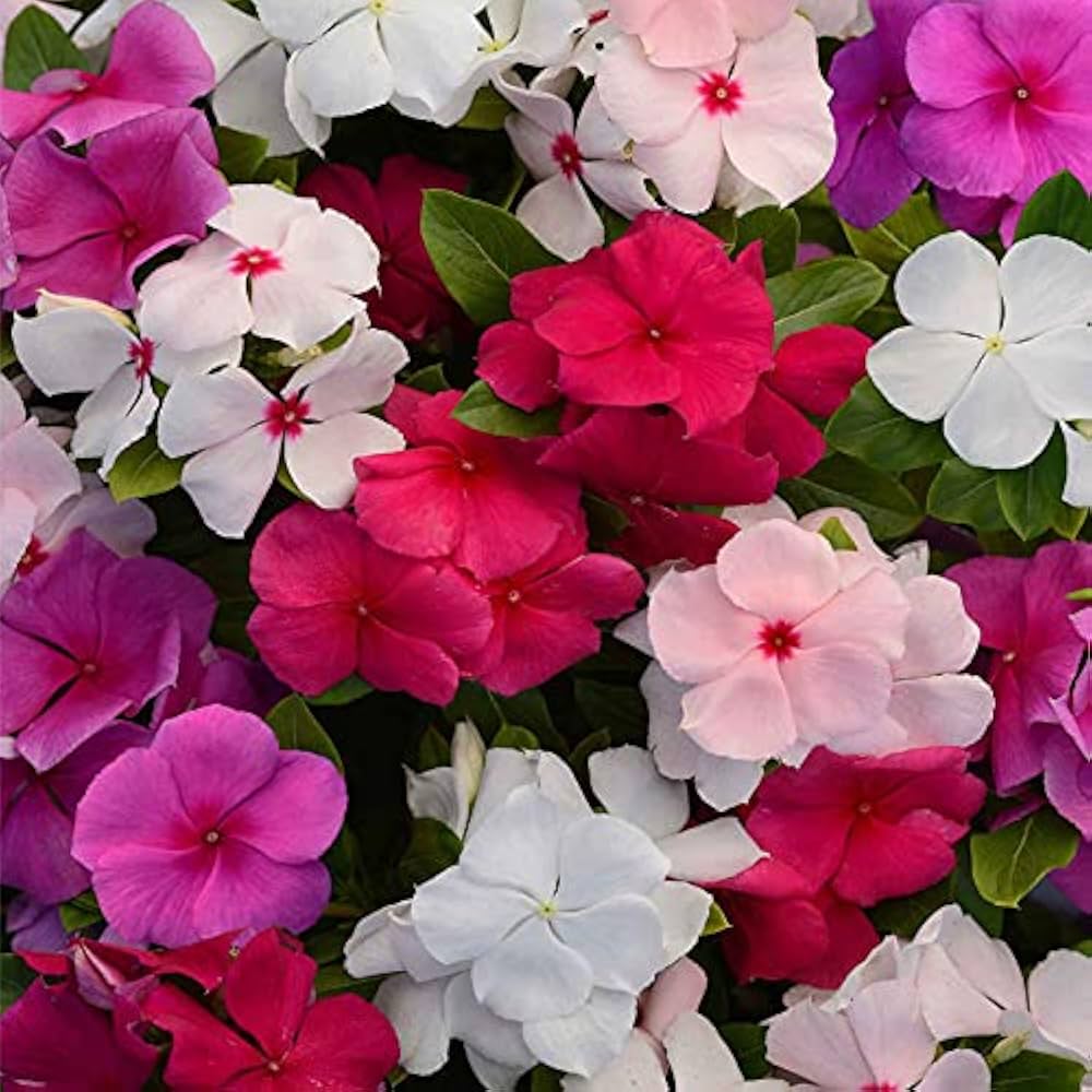 Mixed Madagascar Flower seeds for Planting - Pollinator Friendly, Heirloom & GMO Free Seeds for Home Garden