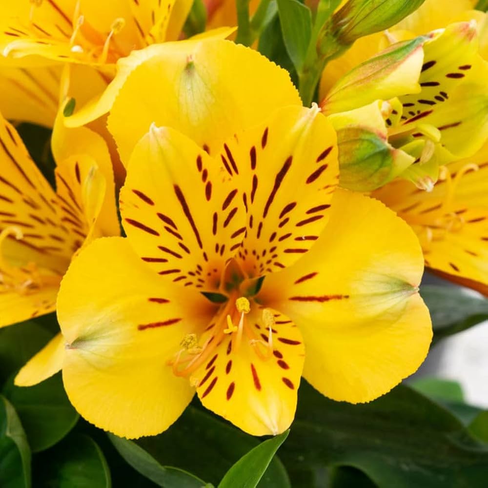 Alstroemeria Flower Seeds Alstroemeria for Planting in Flower Bed & Garden