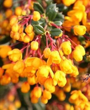 Yellow Darwinii Flower seeds for Planting - Wildflower Mix, Heirloom & GMO Free Seeds for Home Garden
 
 Sale for planting in home garden.