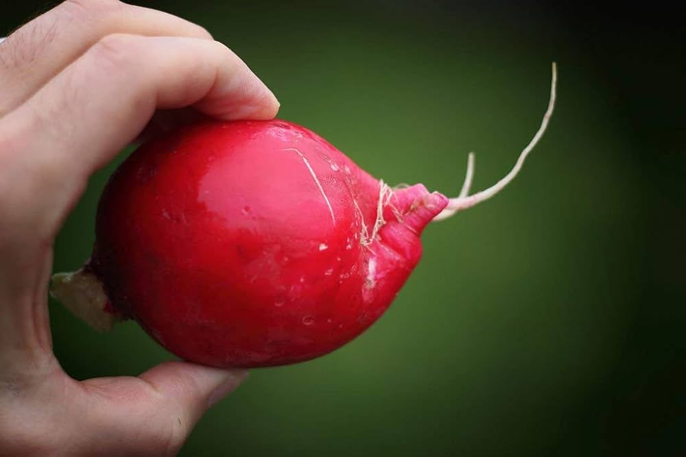 Meister Radish seeds for crisp radishes